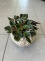 Saintpaulia Joy's pink variegated