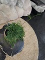 Lepismium Bolivianum