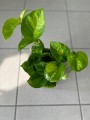 Epipremnum global green