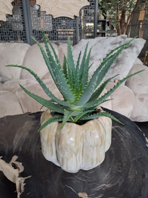Aloe arborescens, aloes