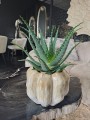 Aloe arborescens