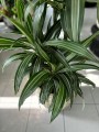 Dracena Ulises liście
