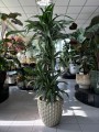 Dracena Ulises