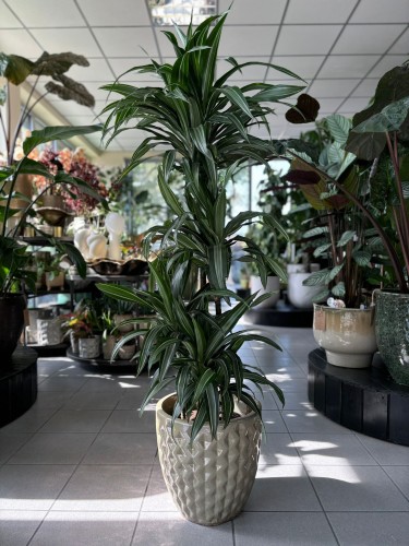 Dracena Ulises