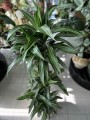 Ulises Dracena liście