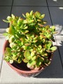 Crassula ovata Sunset