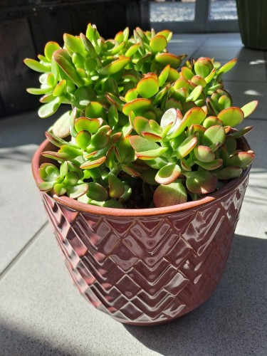 Crassula ovata Sunset