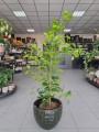 Ficus Moclame