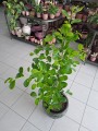 Ficus Moclame