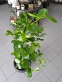Ficus Moclame