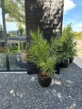 Phoenix canariensis daktylowiec