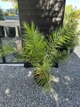 Phoenix canariensis daktylowiec
