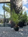 Phoenix canariensis daktylowiec