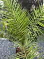 Phoenix canariensis daktylowiec