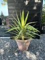 Elephantipes Jewel Jucca