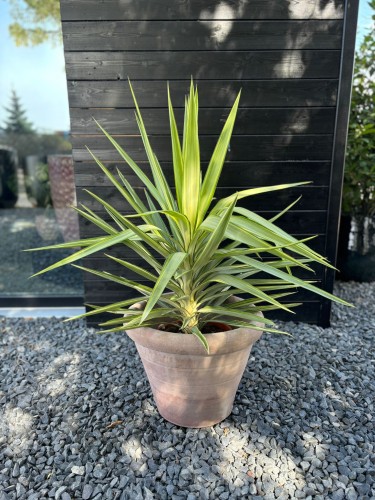 Elephantipes Jewel Jucca