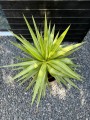 Jucca Elephantipes