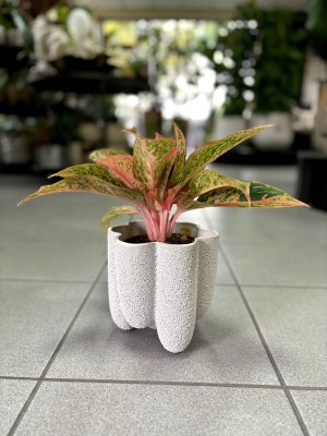 Aglaonema Prestige