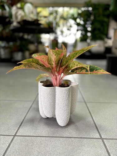 Aglaonema Prestige