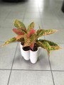 Prestige Aglaonema
