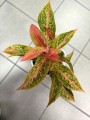 Aglaonema Prestige liście