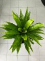 Asplenium Osaka liście