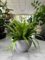 Asplenium Osaka