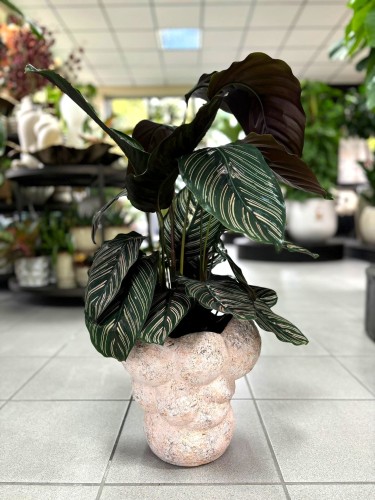 Calathea Sanderiana Ornata
