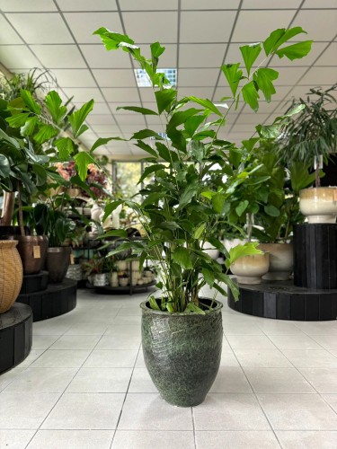 Caryota Mitis