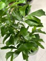 Caryota Mitis liście
