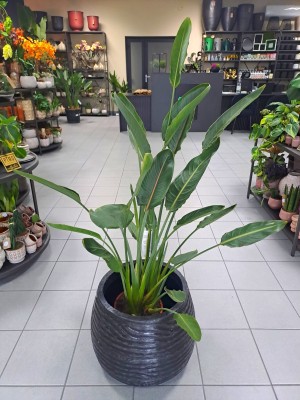 Strelitzia reginae, strelicja królewska, rajski ptak