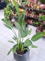Strelitzia Reginae