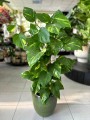 Aureum Epipremnum palik