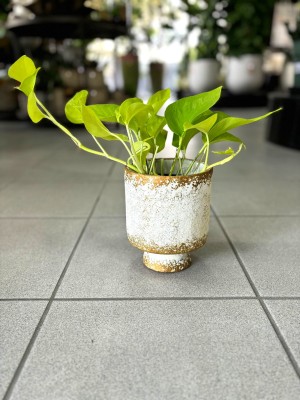 Epipremnum Golden Pothos S