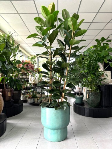 Ficus elastica Robusta