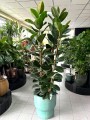 Robusta Ficus elastica