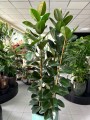 Ficus el Robusta