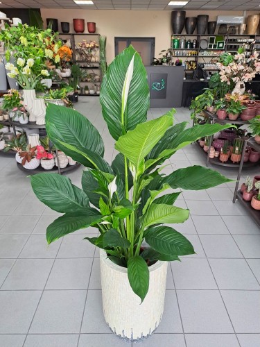 Spatiphyllum L Skrzydłokwiat