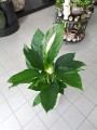 Spatiphyllum L Skrzydłokwiat
