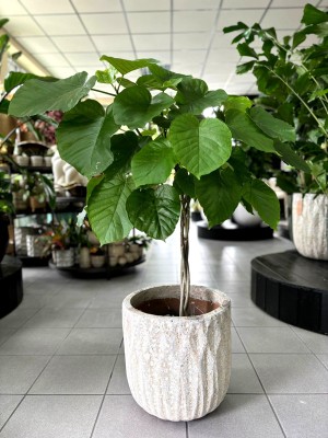 Ficus umbellata, fikus