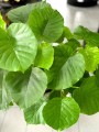 Ficus Umbellata liście