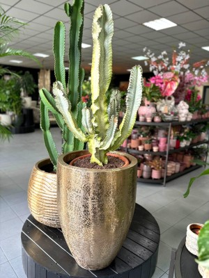 Euphorbia Ingens Variegata, wilczomlecz 
