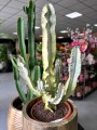 Euphorbia Variegata