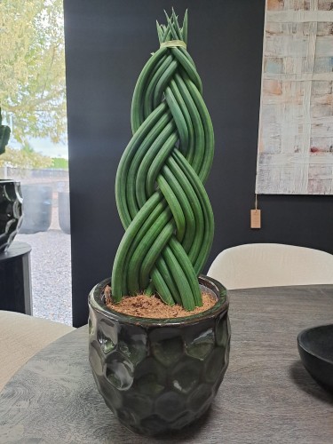 Sansevieria Cylindrica zaplatana