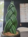 Sansevieria Cylindrica zaplatana