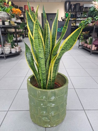Sansevieria trifasciata laurentii