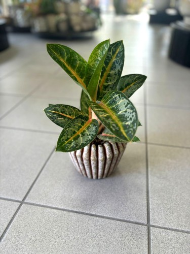 Aglaonema Orange Flame