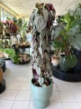 Violet Vine Cissus