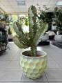 Euphorbia variegata