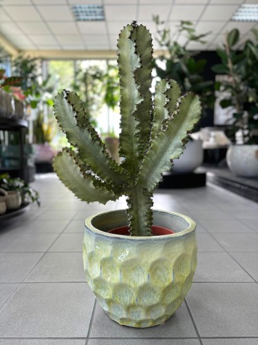 Euphorbia variegata